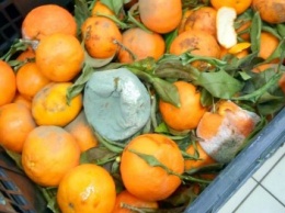 Гнилые мандарины на прилавке шокировали одесситов (ФОТО)