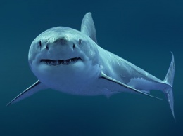 Ученые нашли тайну происхождения человека в останках окаменелости акулы