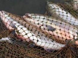 В прошлом году мариупольская рыбинспекция задержала 330 браконьеров