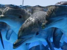 Дельфины сбежали из бассейна в Японии