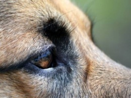 Появились фото шокирующего убийства собаки в Мелитополе. Полиция ищет живодеров
