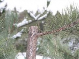 В период новогодних праздников в лесах Полтавщины было спилено незаконно более полусотни елок