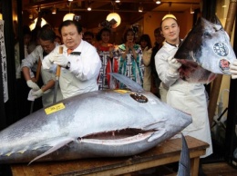На рыбном аукционе в Токио голубого тунца продали за 634 тысячи долларов