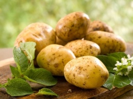 Найден самый древний в мире картофель