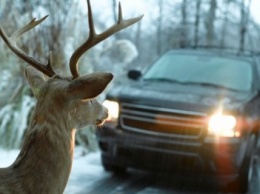 Крымских водителей предупреждают об оленях на дорогах