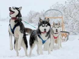 Гонка ездовых собак, полевая кухня, фотосессия с хаски: харьковчан приглашают на Winter Dog Fest