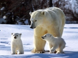 В США изменили план действия для сохранения популяции белых медведей