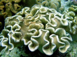 Ученые создали синтетический коралл, способный очистить океан от токсичных загрязнений