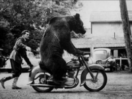 Невероятная история о цирковой медведице