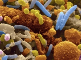 У опаснейших бактерий обнаружены неизвестные ранее гены устойчивости