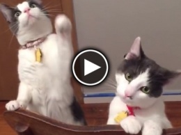 Смешная реакция кошек на вентилятор (ВИДЕО)