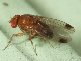 Самцы мухи-дрозофилы компенсируют недостаток секса алкоголем