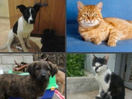 5 запорожских котов и собак, которые ищут хозяев, - ФОТО