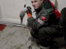 В Бердянске водолазы спасли замерзающего лебедя