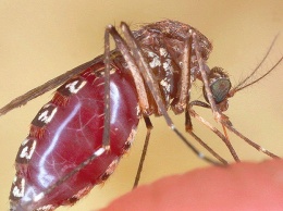 Ученые изобрели действенную вакцину от малярии