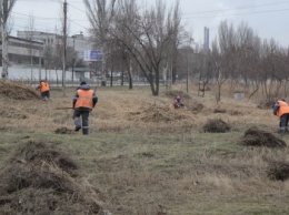 В Мариуполе впервые за 20 лет начали вырезать камыш на набережной (ФОТО)