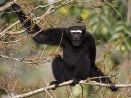 Новый вид обезьян назвали в честь джедая