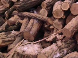 Жители Славянского района пойдут под суд за вырубку деревьев