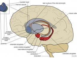 Активность амигдалы впервые связали с риском инсульта