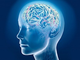 Ученые выяснили, что иммунные клетки головного мозга обновляются всего шесть раз