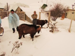 В Украине открылась уникальная племенная ферма по разведению коз англо-нубийской породы