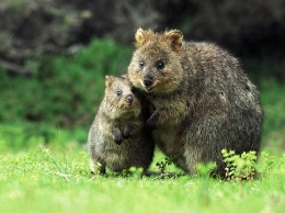 В Австралии все ищут большую крысу - она сбежала из парка на острове