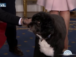 Собака Обамы укусила девушку, пытавшуюся ее поцеловать