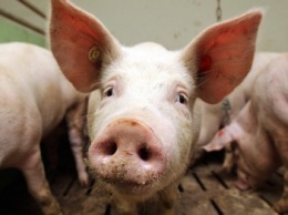 На Харьковщине новая вспышка свиной чумы: в области введен карантин