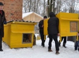 В Чернигове бездомные собачки получили новое жилье