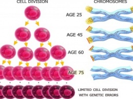 Ученые обнаружили новую причину старения