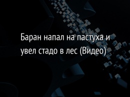 Баран напал на пастуха и увел стадо в лес (Видео)