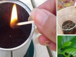 Как использовать кофейную гущу, чтобы избавиться от насекомых, удобрить почву и решать другие домашние дела