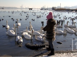 На паромной переправе в Черноморске зимуют белые лебеди