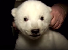 В зоопарке Берлина родился самый милый медвежонок (ВИДЕО)