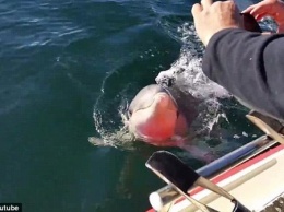 Дельфин стал звездой интернета, попытавшийсь отобрать телефон у рыбака (ВИДЕО)