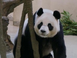Панда в Тайване притворялась беременной для улучшения условий жизни