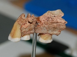 Человеческий зуб возрастом более 500 тысяч лет обнаружили во Франции