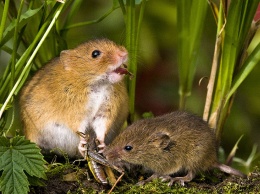 Ученые с помощью лазера превратили мышей в безжалостных хищников