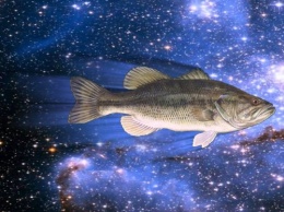 Ученые рассказали, для чего впервые отправили рыб в космос