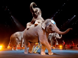 В США будет закрыт самый старый в стране цирк