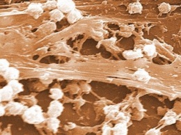 Ученые доказали, что бактерии общаются "смсками"