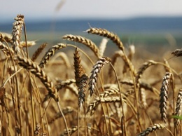 В Китае археологи нашли зерна пшеницы с возрастом почти в 3 тысячи лет