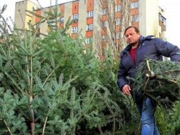 Украинцы массово выбрасывают елки: как правильно утилизировать дерево