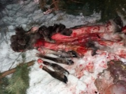 На Сумщине браконьеры убили лося и лосиху (ФОТО)
