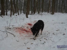 На Тернопольщине собаки отгрызли женщине голову (Фото)
