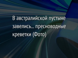 В австралийской пустыне завелись... пресноводные креветки (Фото)