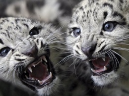 Первый случай обитания леопарда и снежного барса на одной территории зафиксирован учеными