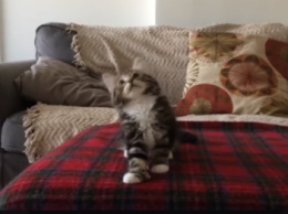 Котенок рассмешил соцсеть ритмичными танцами (видео)