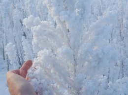 Сказочная зима: в Киеве деревья покрылись кристаллами льда (ФОТО)