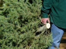 На Черниговщине с елками в новогодние праздники попались три нарушителя